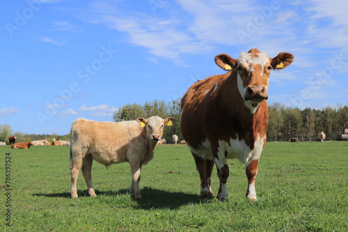 Rind mit Kalb auf einer grünen Wiese