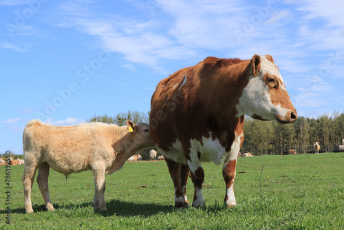 Rind mit Kalb auf einer grünen Wiese