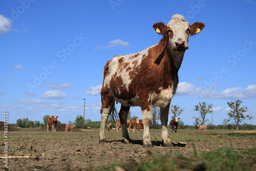 ein braun weiß geflecktes Rind auf einem Feld