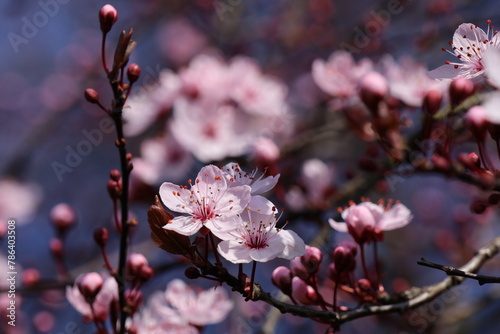 A closeup of some pink blossoms