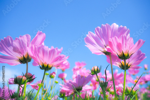 Pink cosmos flowers bloom on a clear day.