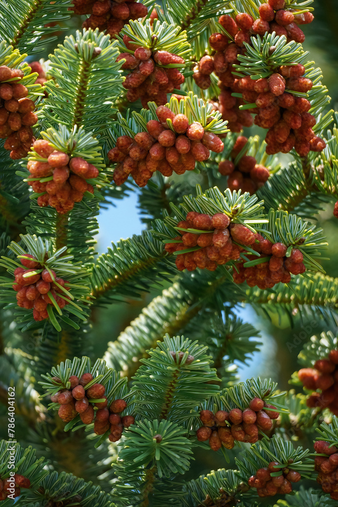 Nordmann Fir - Abies nordmanniana - with orange red staminate cone on branches.
