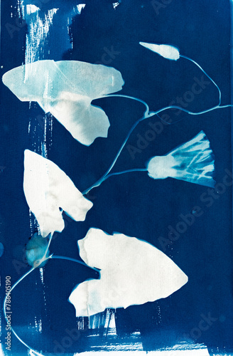 Cyanotypie, Sonnendruck, älteste photografische Druckverfahren von Blättern einer Eiche und eines Farnfedels, blau, weiß