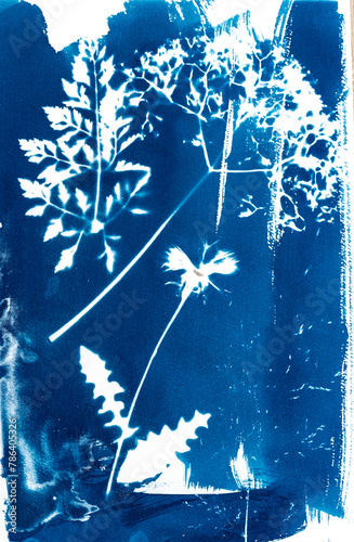 Cyanotypie, Sonnendruck, älteste photografische Druckverfahren von Sommerblumen, blau, weiß
