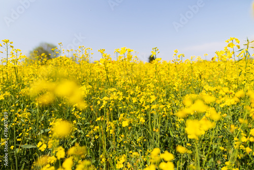 Coltura di brassica napus su un terreno agricolo in primavera