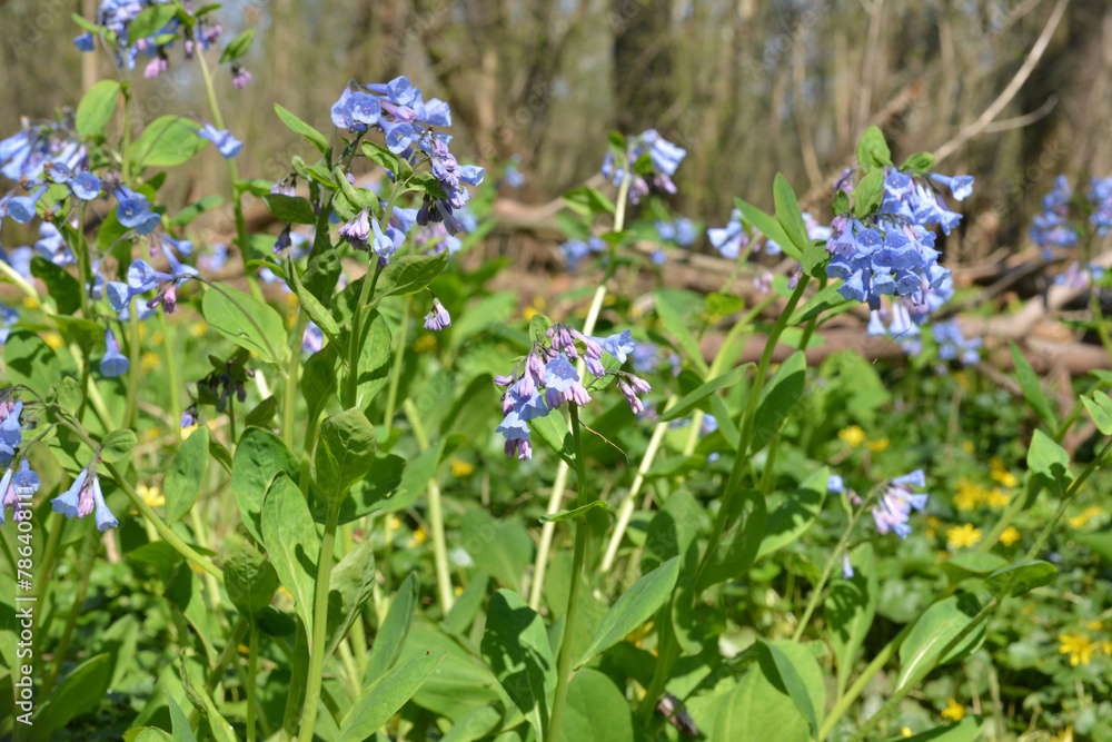 Virginia Bluebells (Mertensia virginica), a spring wildflower native to forests and shady woodlands of eastern North America. Virginia Bluebells have beautiful blue bell-shaped flowers in springtime.