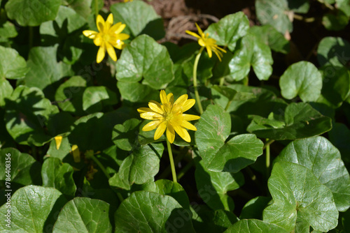 Lesser celandine (Ficaria verna). Closeup of yellow flowers and shiny green leaves in spring. Lesser celandine is an invasive species and noxious weed in forests and woodlands of the United States.