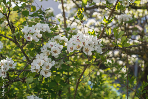 the flowering twigs of an apple tree