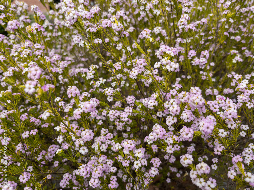 PLANTAS EN FLORACIÓN DURANTE LA PRIMAVERA.