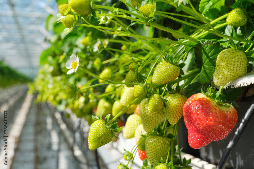 Φωτογραφία Industrial food production of strawberries in a greenhouse in the Netherlands