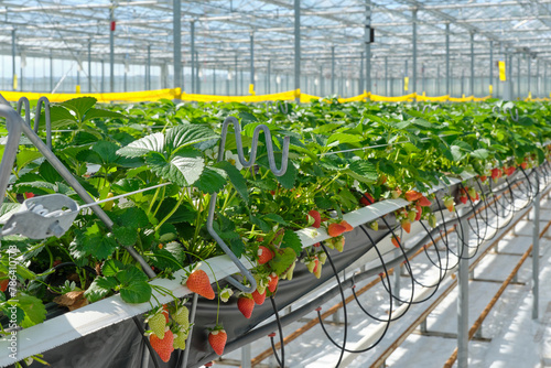Industrial food production of strawberries in a greenhouse in the Netherlands. Closeup of red and green strawberries in a glasshouse under a blue sky.