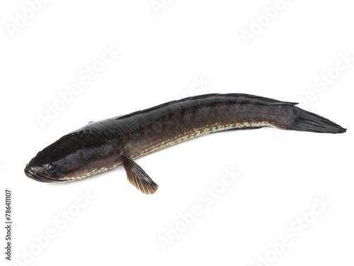Large, fresh, not dead snakehead fish placed isolated on a white background.	