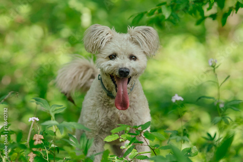 Cute pumi dog enjoying outdoors to the fullest.  photo