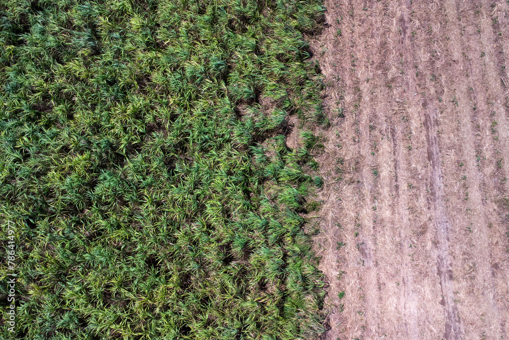 aerial view of a sugar cane field. sugar cane harvesting aerial view of a sugar cane field. sugar cane harvesting
