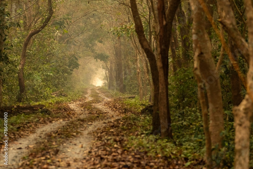 A path or safari track curves through a green forest at Buxa Tiger Reserve. photo