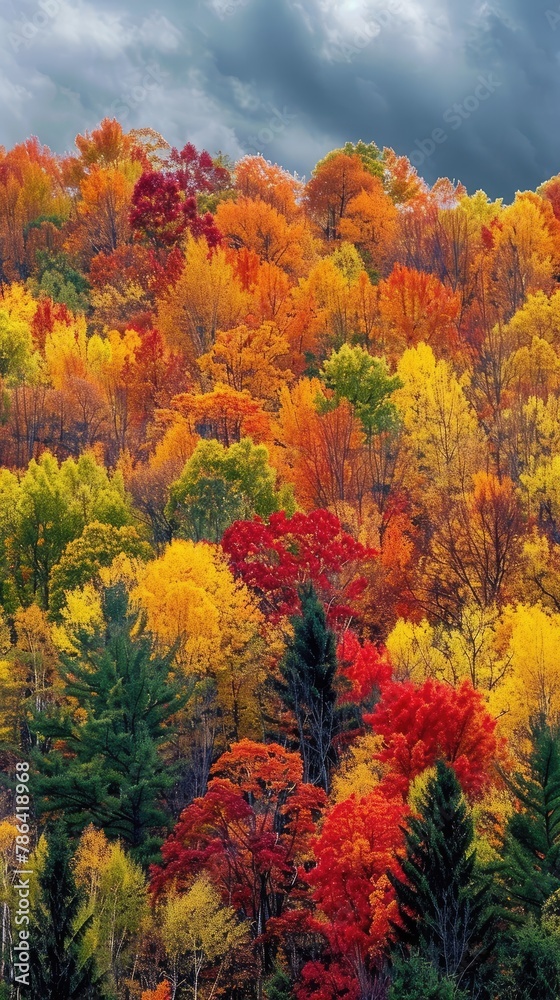 Scenic landscape of a forest with trees displaying vibrant fall colors Scenic landscape of a forest with trees displaying vibrant fall colors