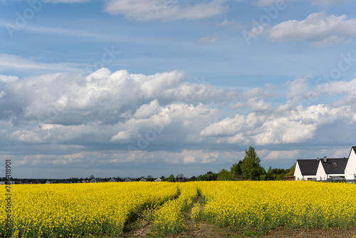 Road in a rapeseed field on a clear day against a sky of clouds  © Maryia