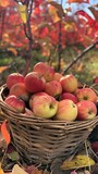 Basket of freshly picked apples in an orchard