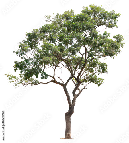 PNG Isolate Trees tree plant white background.
