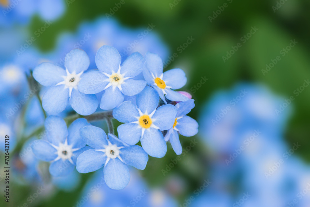Close-up of Forget Me Not plants Close-up of Forget Me Not plants