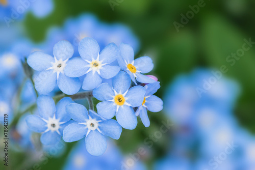 Close-up of Forget Me Not plants