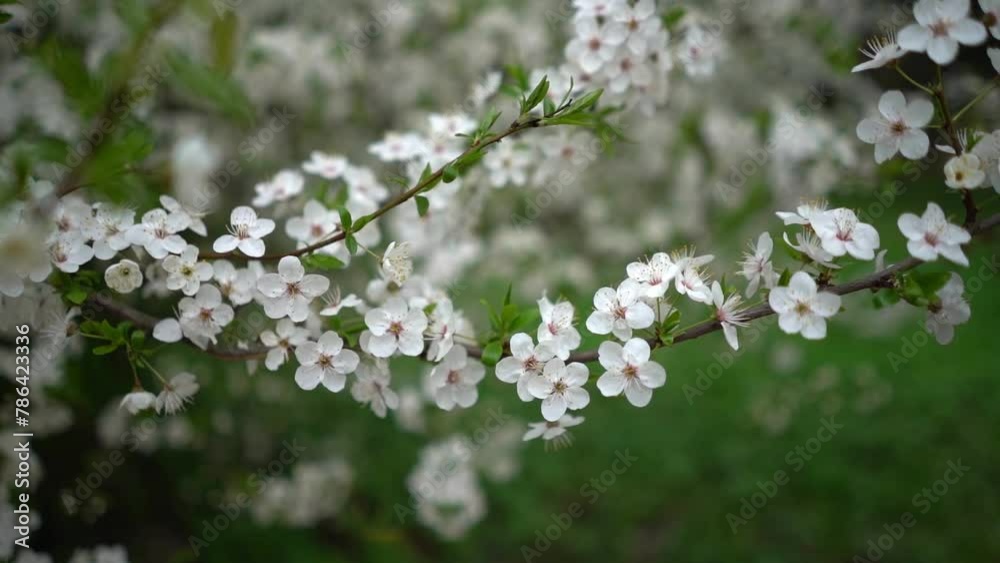 white flower tree in spring time colorful background white flower tree in spring time colorful background