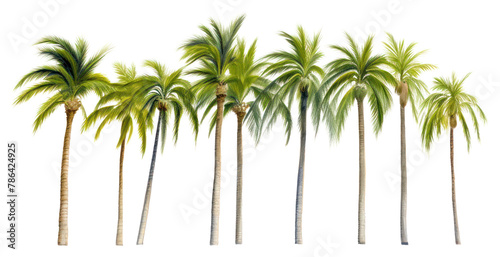 PNG  Palm tree nature plant white background.