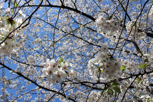 White cherry blossoms (Somei Yoshino) and blue sky at Chidorigafuchi Moat in Tokyo, Japan photo
