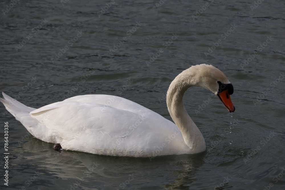 Fototapeta premium swan on the water