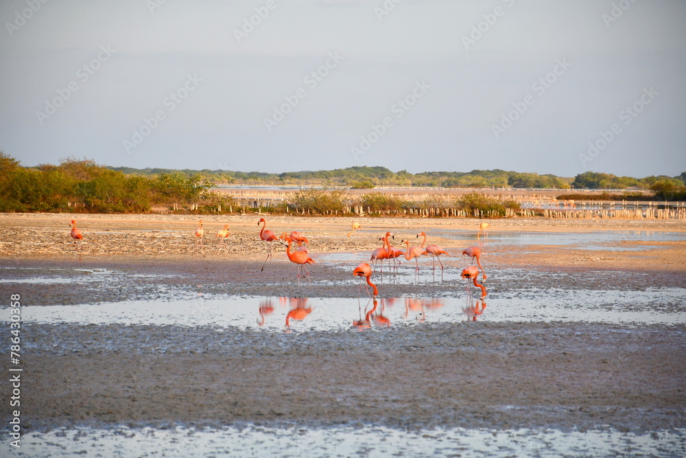 Flamingos, Yucatan, Mexico