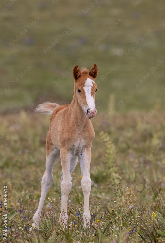 Cute Wild Horse Foal in the Pryor Mountains Montana in Summer Cute Wild Horse Foal in the Pryor Mountains Montana in Summer