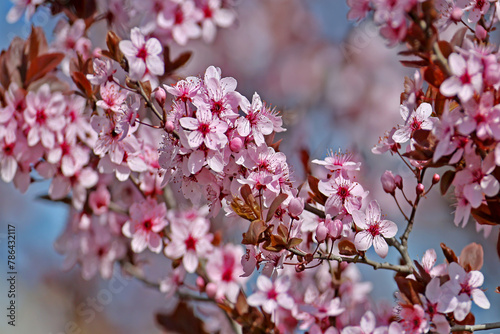 A brightly blooming wild sakura branch shot close-up against a blurred background