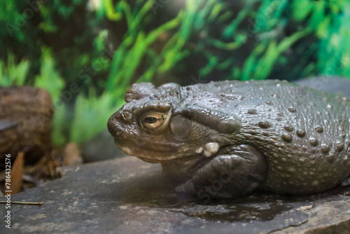 a toad is sitting on a large rock in the rain