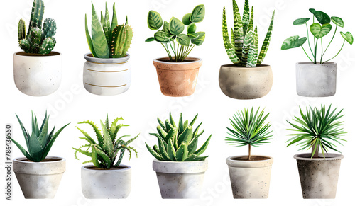 Portrait of potted plants, transparent images photo