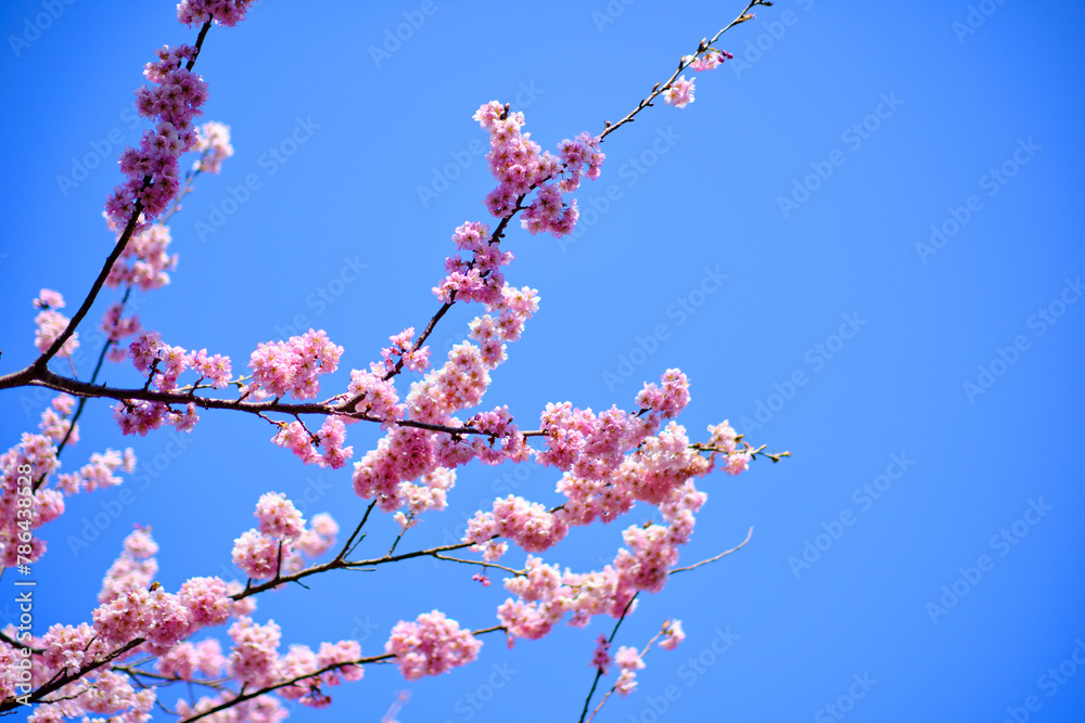 many pink sakura cherry blossom flowers bloom in spring in Japan with blurred background many pink sakura cherry blossom flowers bloom in spring in Japan with blurred background