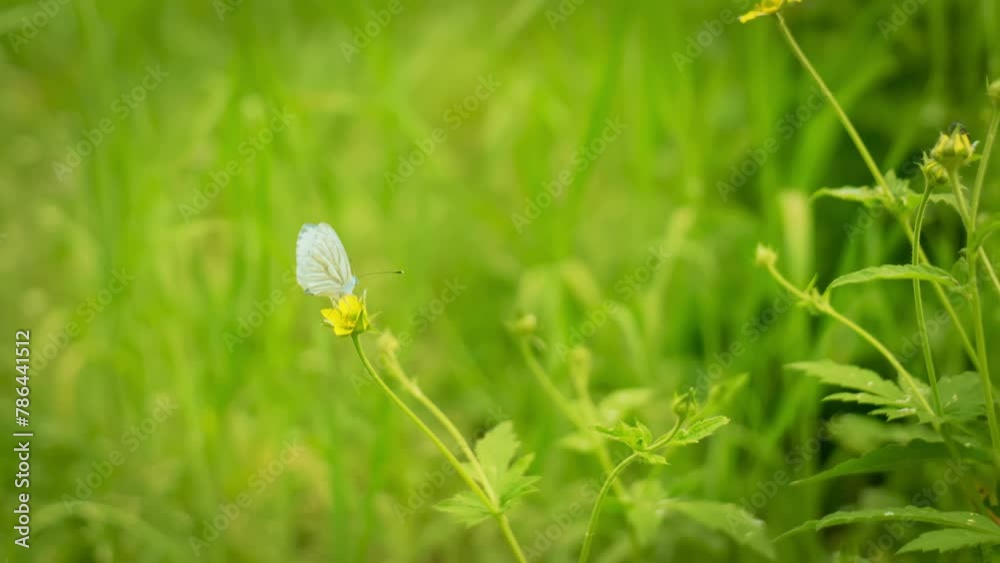 Harmony in Nature: Butterfly Resting on a Flower in the Forest Harmony in Nature: Butterfly Resting on a Flower in the Forest