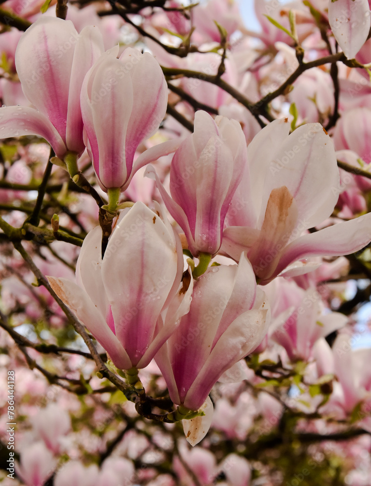 magnolia, magnolia. Beautiful trees with magnolia flowers. Flower bundles. Wallpapers. Sunny day. Blooming magnolia, pink magnolia flowers, tree blossoms, sunny spring day in the garden, good spring magnolia, magnolia. Beautiful trees with magnolia flowers. Flower bundles. Wallpapers. Sunny day. Blooming magnolia, pink magnolia flowers, tree blossoms, sunny spring day in the garden, good spring