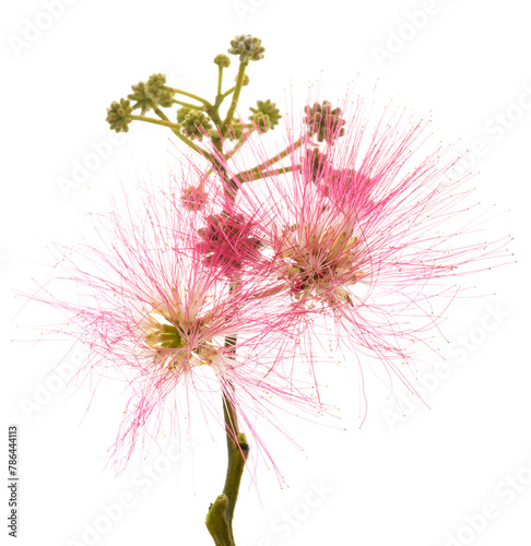 Pink silk tree flowers