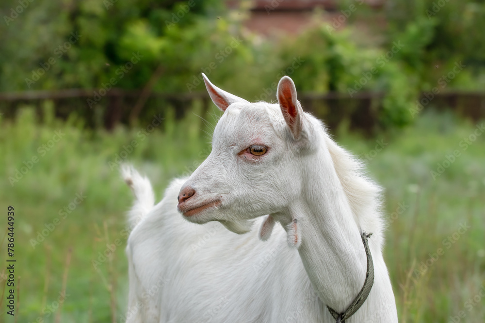 Little funny goat baby grazing in summer. Farm animals.Funny animals.