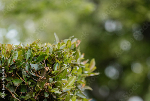 Green Hedge. A trimmed bush with green foliage serves as a fence. Landscape design, landscaping best solutions for arranging the local area. blurred background, copy space