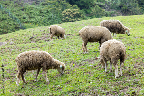 Flock of sheep on green grass in Taiwan Qingjing Farm