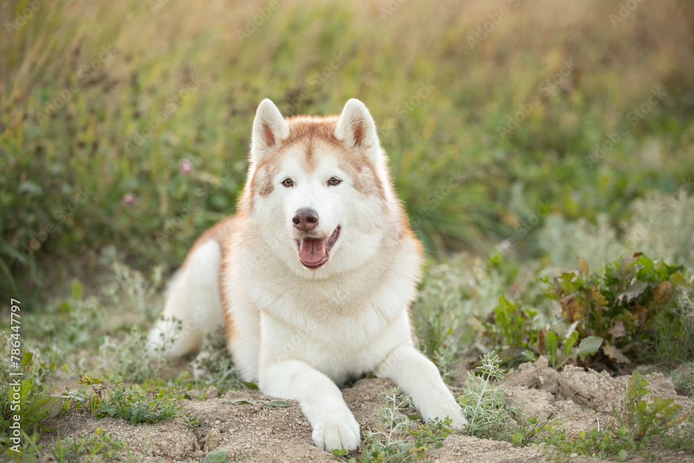 Portrait of the beautiful siberian husky dog lying in the field at sunset in fall