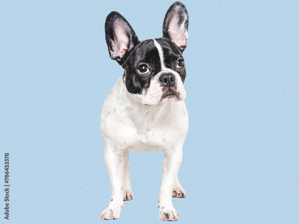 Cute puppy. Isolated, background. Close-up, indoor. Studio shot. Concept of care, education, obedience training and raising pets Cute puppy. Isolated, background. Close-up, indoor. Studio shot. Concept of care, education, obedience training and raising pets