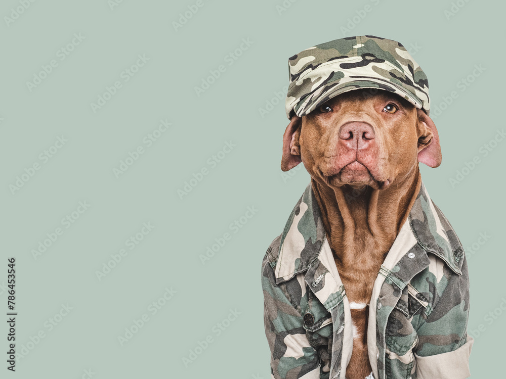 Cute brown dog, military cap and military shirt. Close-up, indoors. Studio shot. Congratulations for family, loved ones, relatives, friends and colleagues. Pets care concept Cute brown dog, military cap and military shirt. Close-up, indoors. Studio shot. Congratulations for family, loved ones, relatives, friends and colleagues. Pets care concept