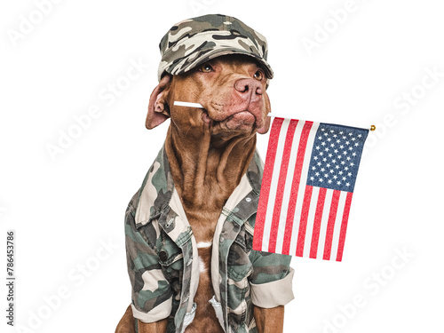 Cute brown dog, American Flag and military shirt. Close-up, indoors. Studio shot. Congratulations for family, loved ones, relatives, friends and colleagues. Pets care concept