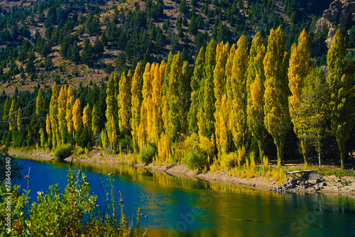 Transparent River in southern Argentina, Bariloche and San Martin de los Andes, Patagonia Route 40. Poplars in autumn changing color to yellow-green