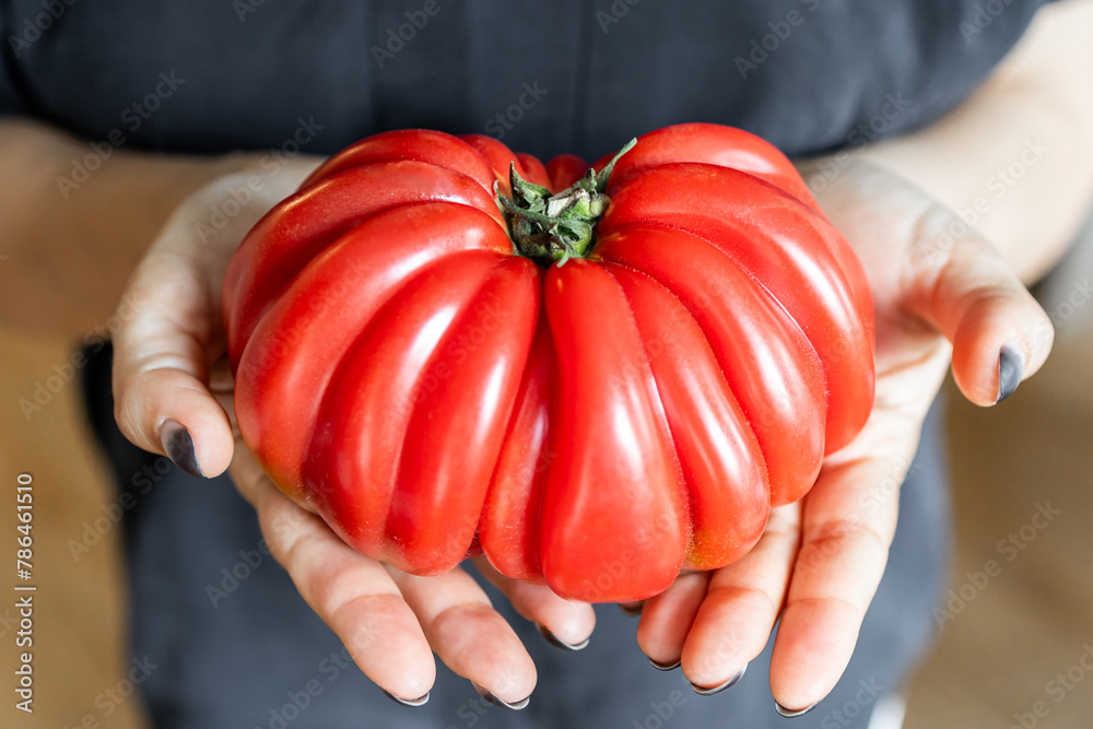 A huge tomato is in the girl’s hands. Azerbaijani variety of tomato. Fresh harvest. Women's hands.