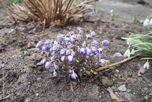 Hepatica, liverleaf or liverwort is a genus of herbaceous perennials in the buttercup family. Bisexual flowers with pink, purple, blue, or white sepals and three green bracts, hairy stems. Springtime