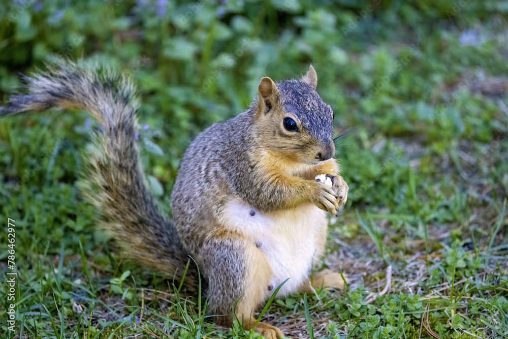 The fox squirrel (Sciurus ni..r), also known as the eastern fox squirrel or Bryant's fox squirrel . The fox squirrel (Sciurus ni..r), also known as the eastern fox squirrel or Bryant's fox squirrel .
