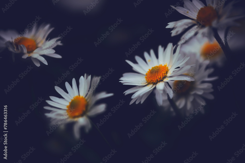 An aesthetically photographed daisy. Nature background. An aesthetically photographed daisy. Nature background.